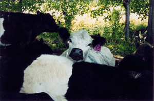 Hav A Heart Beef Grass Fed & Finished Beef