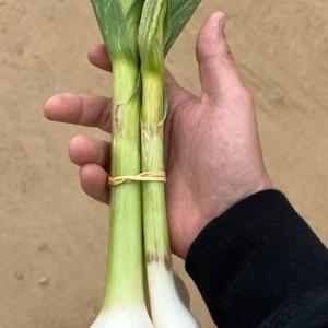 JR Organics