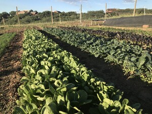 Sandys Way Microfarm