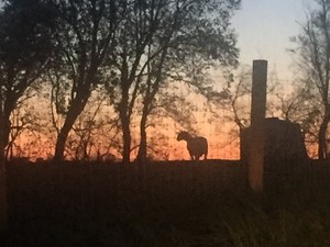 BlueLand Farm