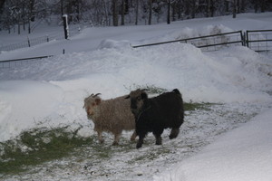 Pleasant Hill Farm Angora Goats