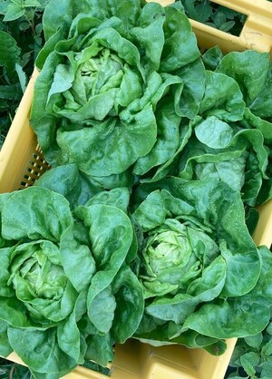 Dancing Harvest Farm