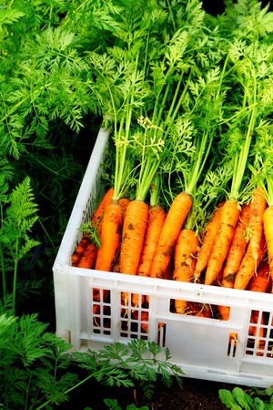 Perkins' Good Earth Farm