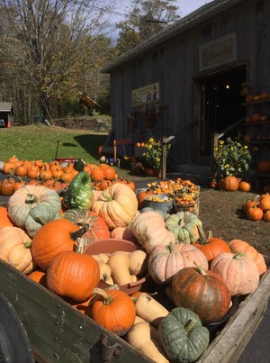 Angevine Farm