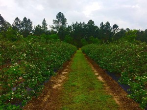 Neal's Berry Farm & Farmer's Market