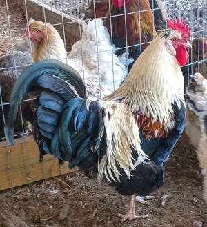 Melwood Farm