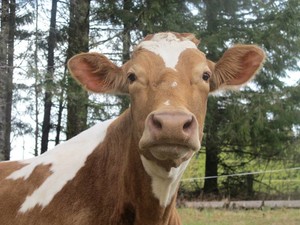 Highland Creamery