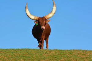 Carolina Bison