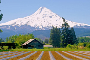 Lavender Valley