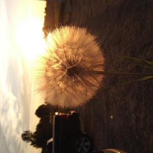 Sundog Organic Farm