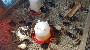 Rocky Top Farm