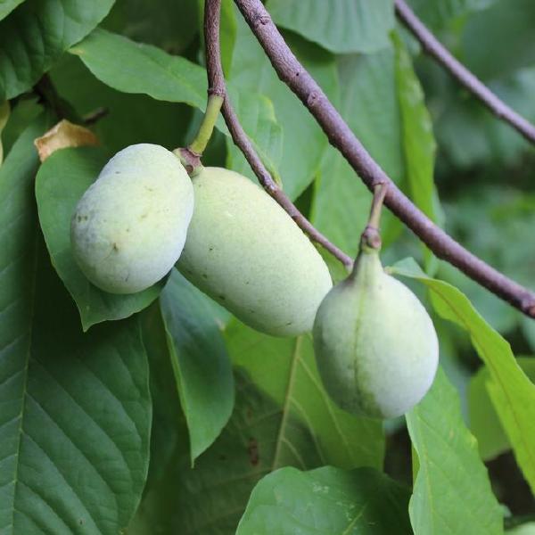 pawpaws