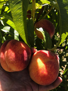 Kitchel Family Organics