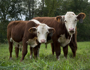 Homestead Meats, LLC