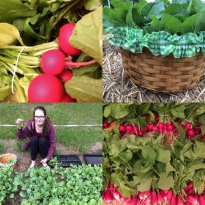 Camp Creek Farm