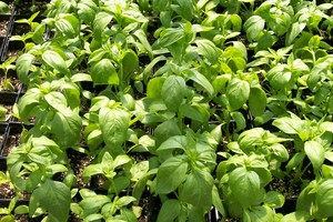 Redbud Farm, Certified Organic