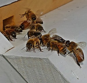 Queen Bee Farm