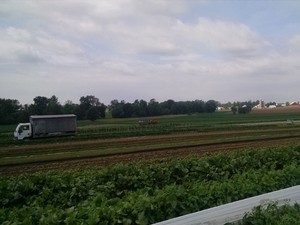 Wimer's Organics