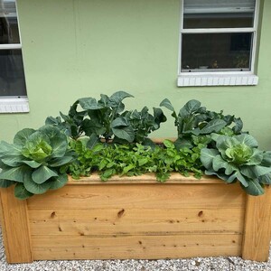 HomeGrown Greens