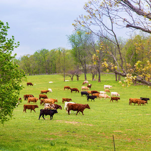 Ayrshire Farm
