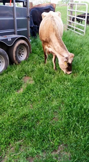 Holly Brook Farm