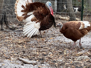 Stellar Game Birds, Poultry, Waterfowl LLC