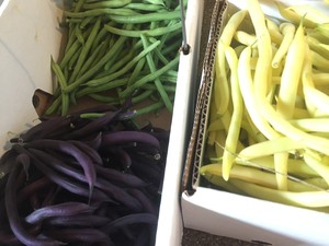 Bare Paws Farm