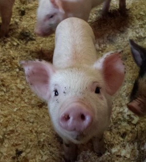 Wicked Bines Farm