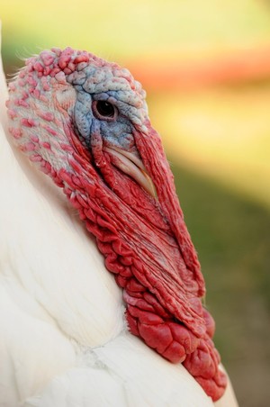 Haven Acres LLC