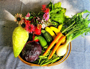 Mon Soleil Market Garden