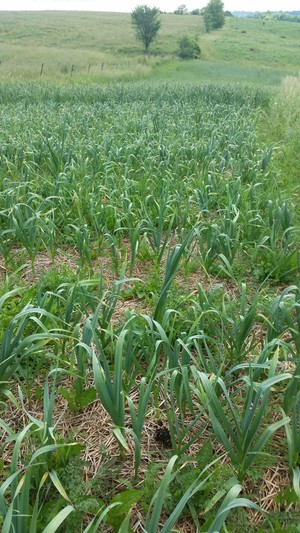WBI Farms