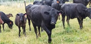 Great Malus Beef
