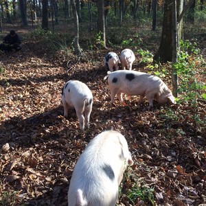 Durham Glen Farm