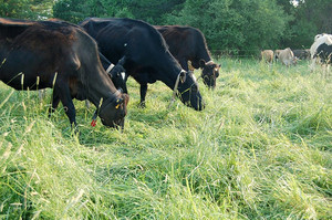 OnlyGrassFed