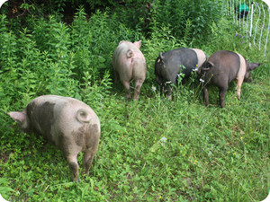 Frith Farm