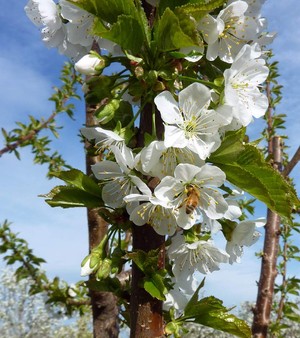 Yakima Natural U-Pick Blueberries and Fruit