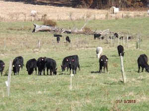 Kathryn's Way Farm