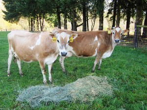 Champoeg Creamery