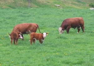 Lyn-Dell Farm