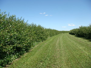 Fruitful Adventure - A Prairie Orchard