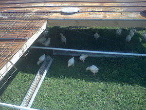 Ledlow Farms