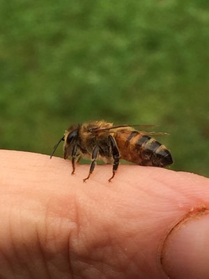 Gentle Bee Farm