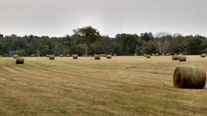 Purgatory Cattle
