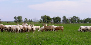 Catherine's for Lamb