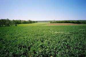 Live Springs Farm
