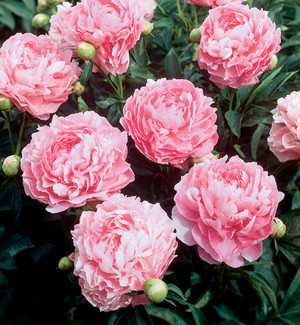 Roots & Blooms, LLC