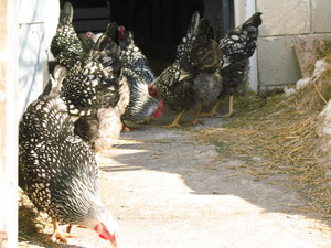 Little Village Farm
