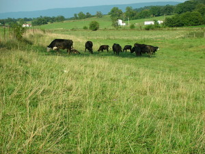 Shenandoah Valley Beef Cooperative