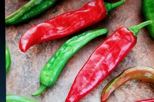 Refining Fire Chiles