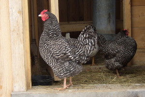 Totten Family Farm
